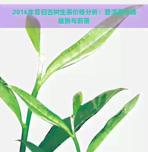 2016年昔归古树生茶价格分析：普洱茶市场趋势与前景