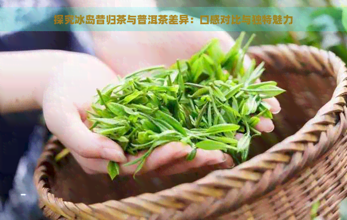 探究冰岛昔归茶与普洱茶差异：口感对比与独特魅力