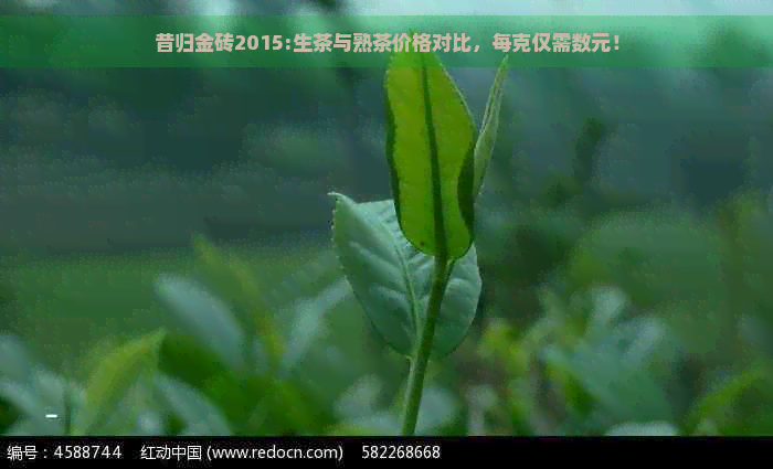 昔归金砖2015:生茶与熟茶价格对比，每克仅需数元！