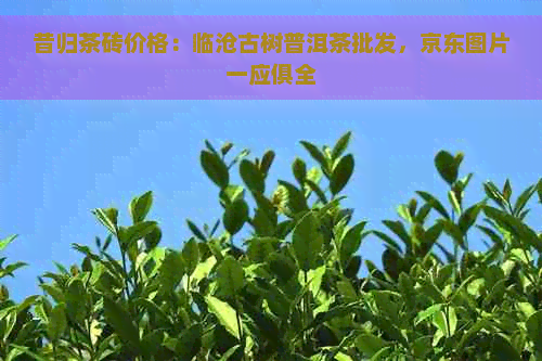 昔归茶砖价格：临沧古树普洱茶批发，京东图片一应俱全