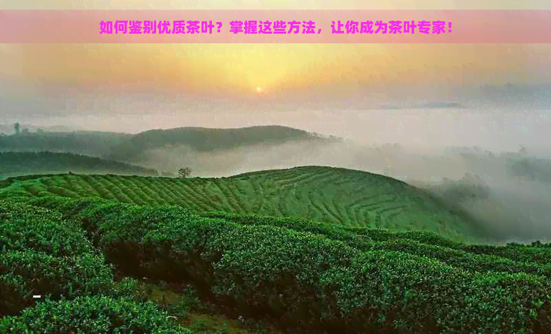 如何鉴别优质茶叶？掌握这些方法，让你成为茶叶专家！