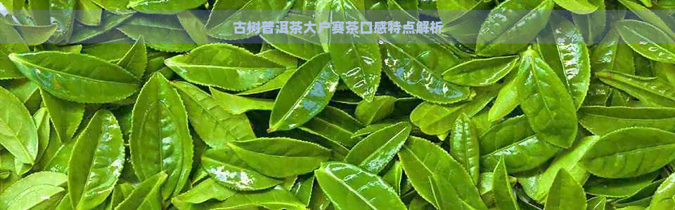 古树普洱茶大户赛茶口感特点解析