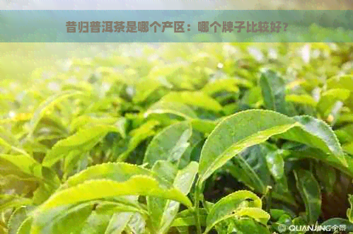 昔归普洱茶是哪个产区：哪个牌子比较好？