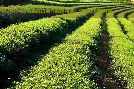 白毛茶的口感与味道特点：详解其风味构成