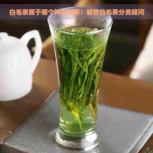 白毛茶属于哪个种类的茶：解答白毛茶分类疑问