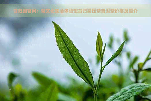 昔归园官网：茶文化生活体验馆昔归紧压茶普洱茶价格及简介