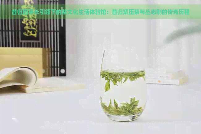 昔归园事长引领下的茶文化生活体验馆：昔归紧压茶与丛志刚的传奇历程