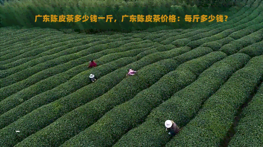 广东陈皮茶多少钱一斤，广东陈皮茶价格：每斤多少钱？