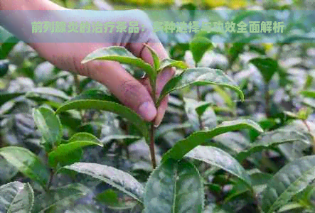 前列腺炎的治疗茶品：多种选择与功效全面解析