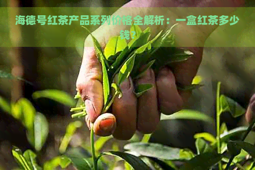 海德号红茶产品系列价格全解析：一盒红茶多少钱？