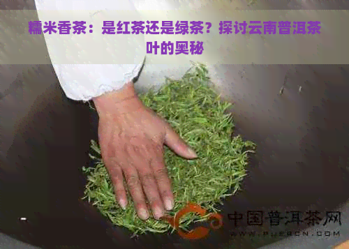 糯米香茶：是红茶还是绿茶？探讨云南普洱茶叶的奥秘