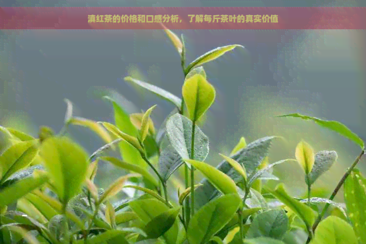 滇红茶的价格和口感分析，了解每斤茶叶的真实价值