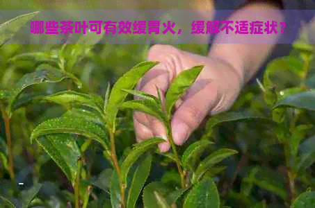 哪些茶叶可有效缓胃火，缓解不适症状？