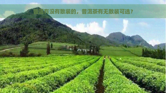 普洱有没有散装的，普洱茶有无散装可选？