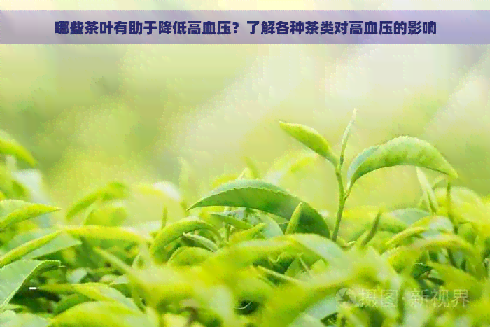 哪些茶叶有助于降低高血压？了解各种茶类对高血压的影响