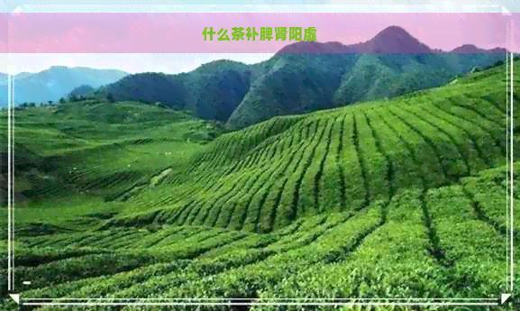 什么茶补脾肾阳虚