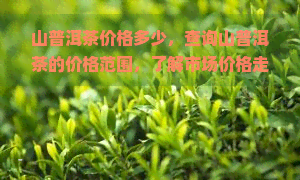 山普洱茶价格多少，查询山普洱茶的价格范围，了解市场价格走势