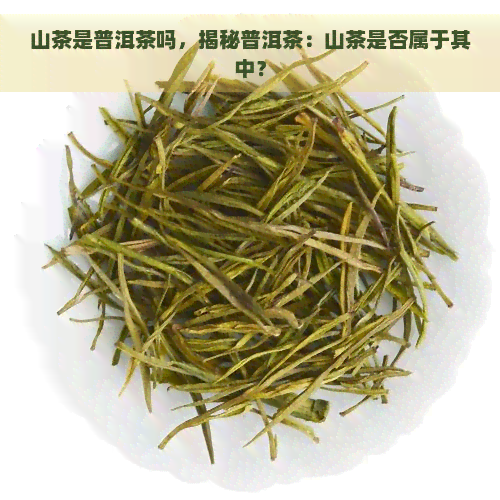 山茶是普洱茶吗，揭秘普洱茶：山茶是否属于其中？