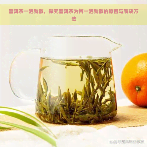 普洱茶一泡就散，探究普洱茶为何一泡就散的原因与解决方法