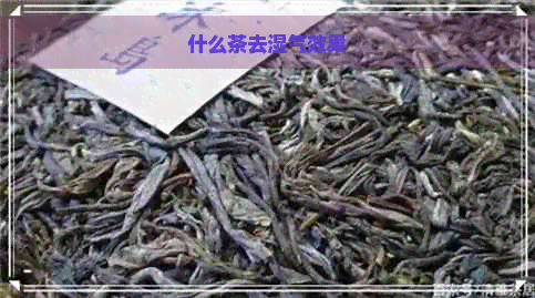 什么茶去湿气效果