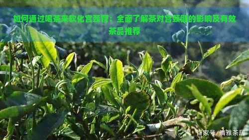 如何通过喝茶来软化宫颈管：全面了解茶对宫颈健的影响及有效茶品推荐