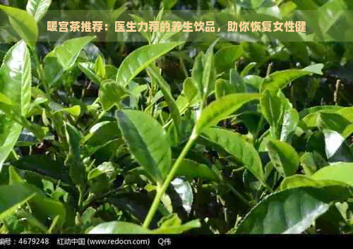 暖宫茶推荐：医生力荐的养生饮品，助你恢复女性健