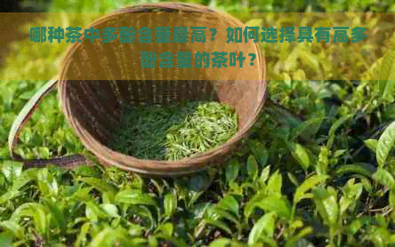 哪种茶中多酚含量更高？如何选择具有高多酚含量的茶叶？