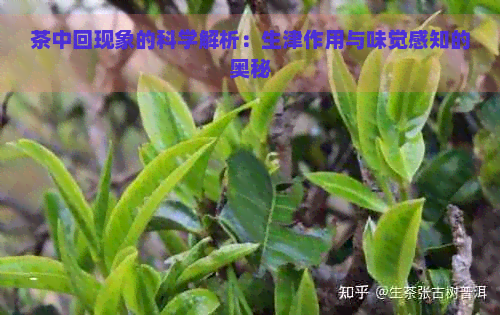 茶中回现象的科学解析：生津作用与味觉感知的奥秘