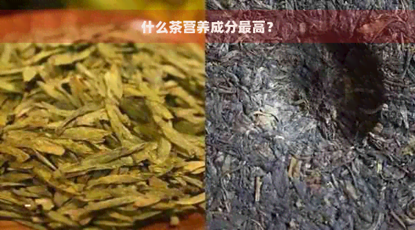 什么茶营养成分更高？