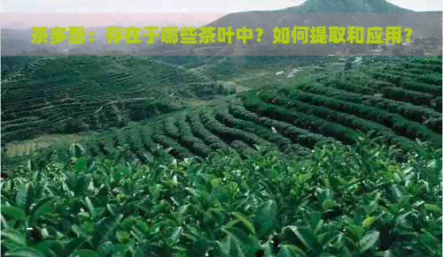 茶多酚：存在于哪些茶叶中？如何提取和应用？