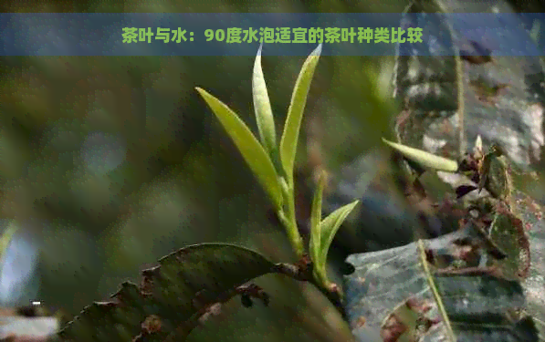 茶叶与水：90度水泡适宜的茶叶种类比较