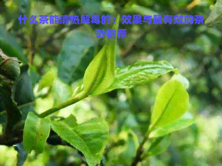 什么茶能清热解的：效果与最有效的茶叶推荐