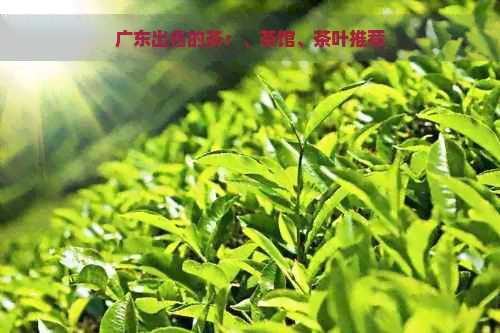 广东出名的茶：、茶馆、茶叶推荐