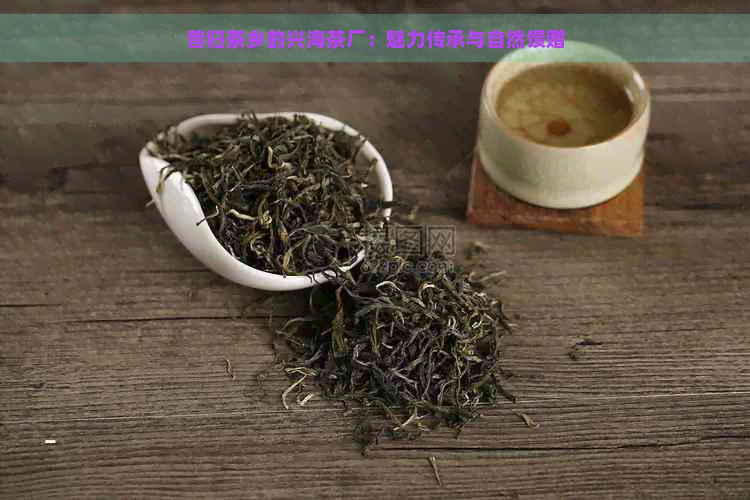 昔归茶乡的兴海茶厂：魅力传承与自然馈赠