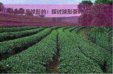 什么茶是球形的：探讨球形茶叶的特征与品种