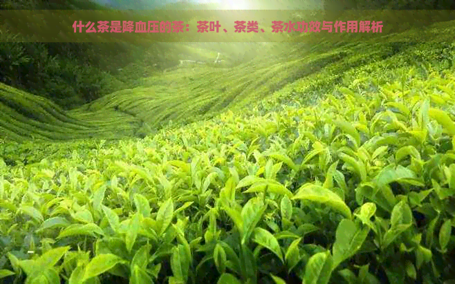 什么茶是降血压的茶：茶叶、茶类、茶水功效与作用解析