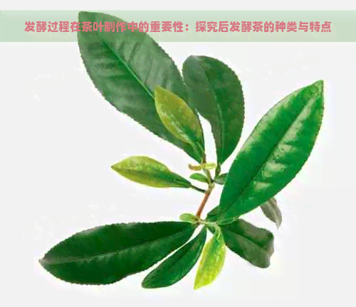 发酵过程在茶叶制作中的重要性：探究后发酵茶的种类与特点