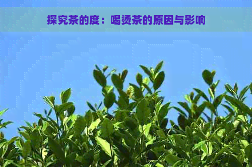 探究茶的度：喝烫茶的原因与影响