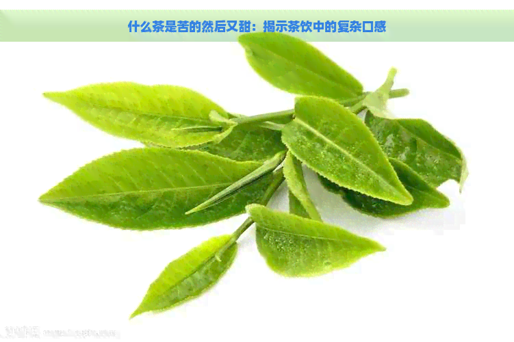 什么茶是苦的然后又甜：揭示茶饮中的复杂口感