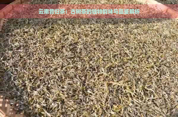 云南昔归茶：古树茶的独特韵味与品鉴解析