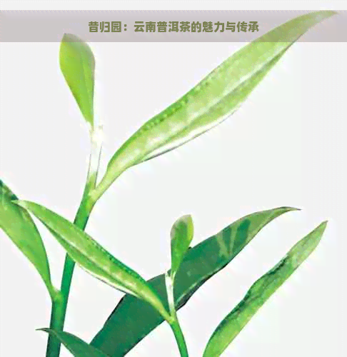 昔归园：云南普洱茶的魅力与传承