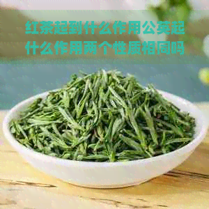 红茶起到什么作用公英起什么作用两个性质相同吗