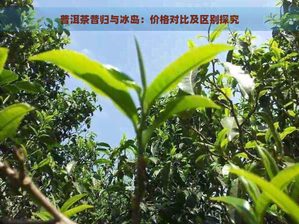 普洱茶昔归与冰岛：价格对比及区别探究