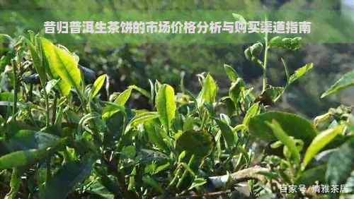 昔归普洱生茶饼的市场价格分析与购买渠道指南