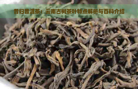 昔归普洱茶：云南古树茶叶特点解析与百科介绍