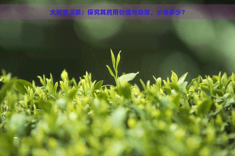 大树普洱茶：探究其药用价值与功效，价格多少？