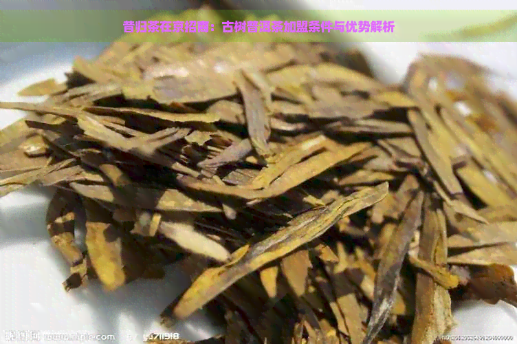 昔归茶在京招商：古树普洱茶加盟条件与优势解析