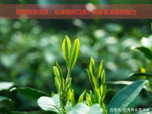 细细的普洱茶，品味细腻口感：探索普洱茶的魅力