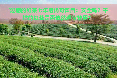 '过期的红茶七年后仍可饮用：安全吗？干枯的红茶是否依然适宜饮用？'