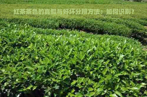 红茶茶色的真假与好坏分辨方法：如何识别？